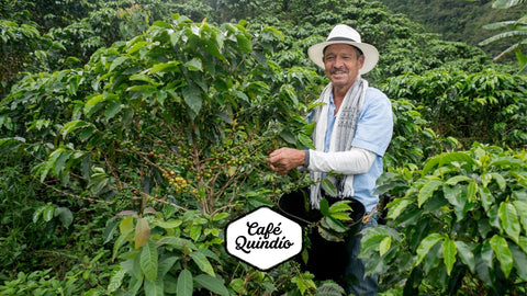 The Heart of Flavor: Exploring Colombian Coffee and Café Quindío