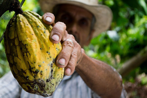 Understanding How Single Origin Chocolate Could Replace Coffee