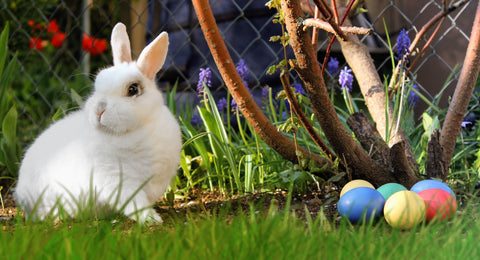 Easter Symbols And Traditions - Bunnies & Eggs - Chocolate & More Delights
