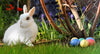 Easter Symbols And Traditions - Bunnies & Eggs