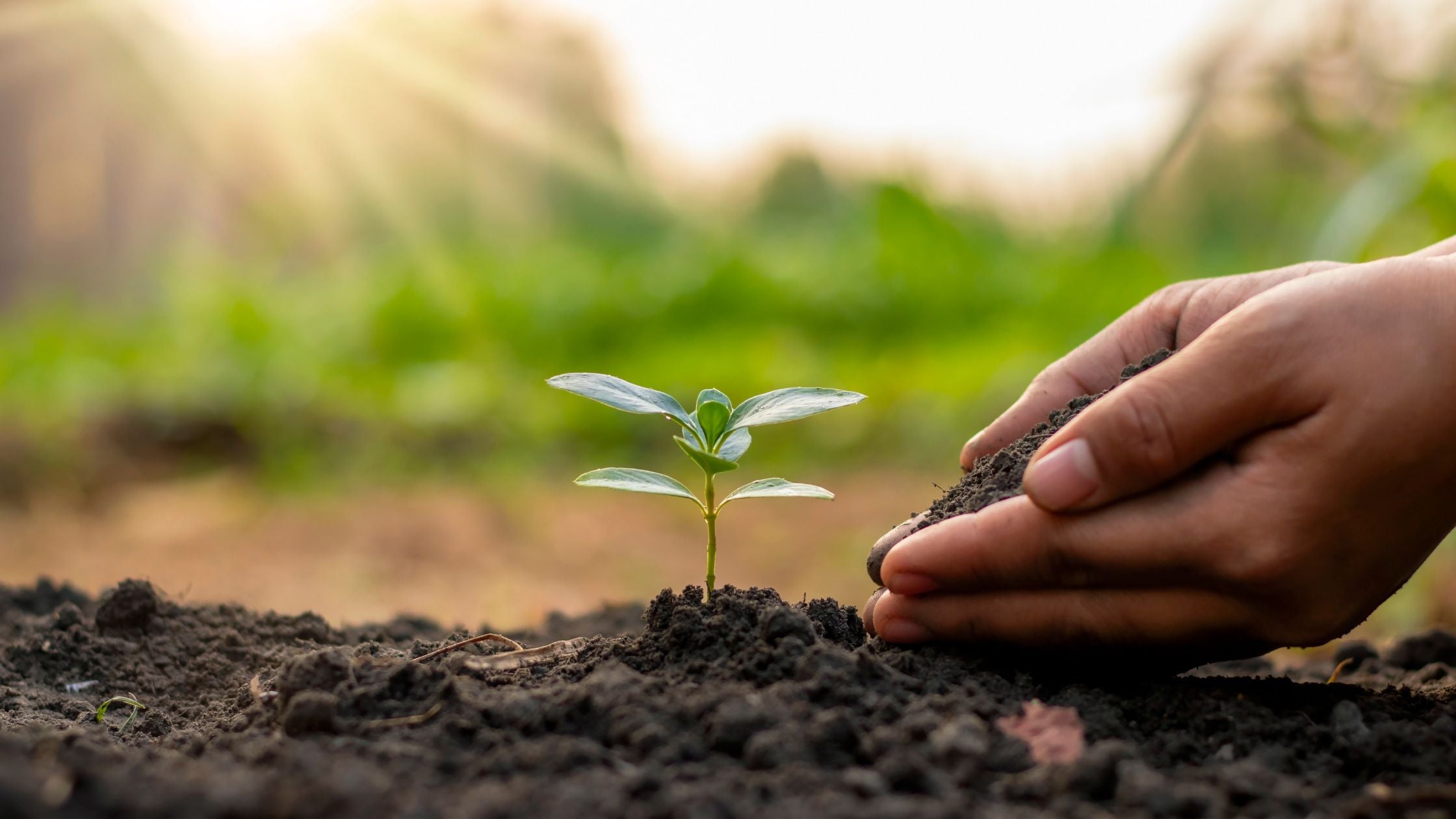 How To Plant Trees With One Dollar  Chocolate & More Delights