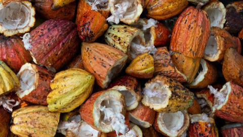 Cocoa Bean Pods - Chocolate & More Delights