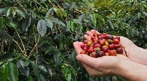 Colombian Specialty Coffee - Chocolate & More Delights