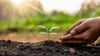 How To Plant Trees With One Dollar
