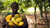 Plant Trees To Save Cocoa